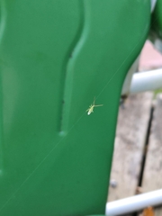 Trigonotylus caelestialium