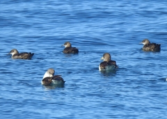 Puffinus mauretanicus