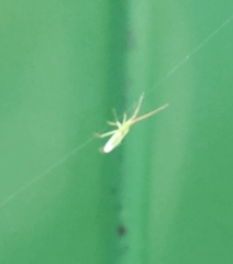 Trigonotylus caelestialium