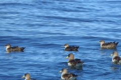 Puffinus mauretanicus
