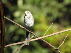 Motacilla alba