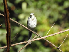 Motacilla alba