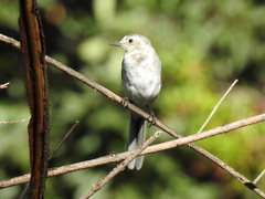 Motacilla alba
