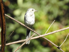 Motacilla alba