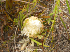 Protea aspera