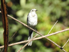 Motacilla alba