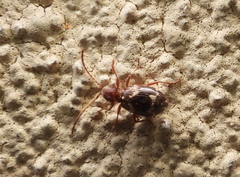 Ptinus