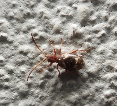 Ptinus