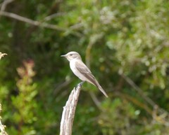 Muscicapa striata balearica