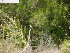 Muscicapa striata balearica