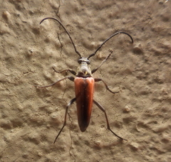 Lepturini