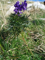 Aconitum tauricum