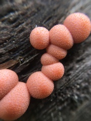 Lycogala