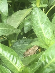 Pseudacris hypochondriaca