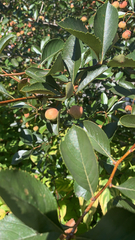 Crataegus crus-galli
