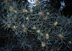 Hakea cinerea
