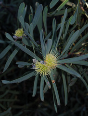 Hakea cinerea