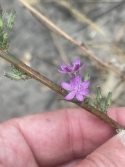 Stephanomeria exigua