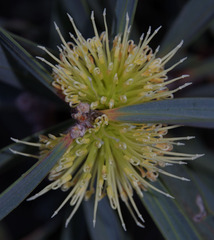 Hakea cinerea
