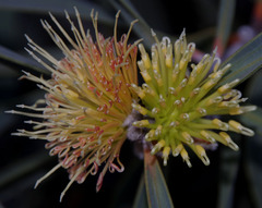 Hakea cinerea