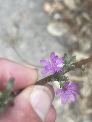 Stephanomeria exigua