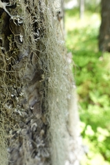 Usnea dasopoga