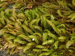 Plasteurhynchium striatulum