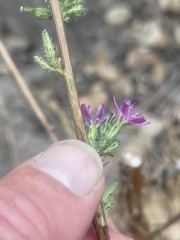 Stephanomeria exigua