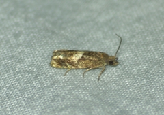 Eucosma parmatana