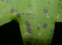 Cercospora liquidambaris