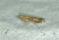 Isophrictis magnella
