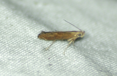 Isophrictis magnella