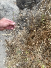 Stephanomeria exigua