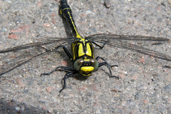 Gomphus vulgatissimus