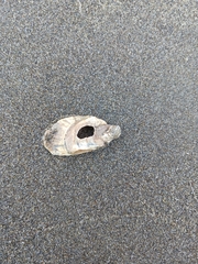 Ostreidae