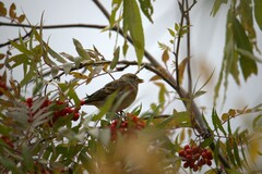Fringilla montifringilla