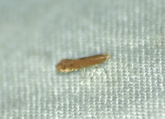 Cremastobombycia solidaginis