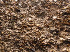 Candelariella aurella