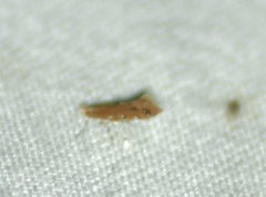 Cremastobombycia solidaginis