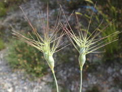 Aegilops neglecta