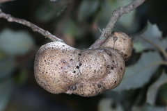 Disholandricus reniformis