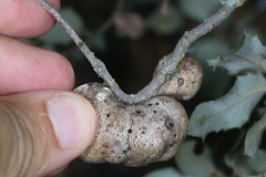 Disholandricus reniformis