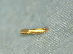 Cremastobombycia solidaginis