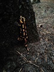 Salamandra salamandra