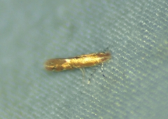 Cremastobombycia solidaginis