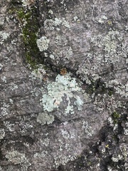 Flavopunctelia flaventior