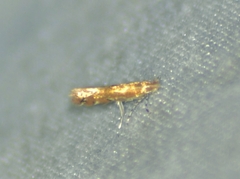 Cremastobombycia solidaginis