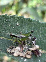 Melanoplini