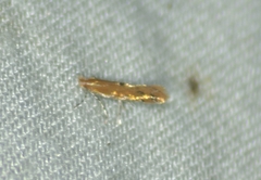 Cremastobombycia solidaginis