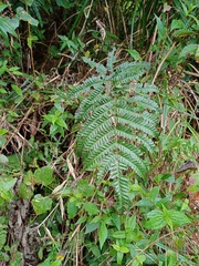 Pteris